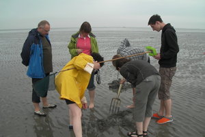 Droogvallen op het Wad